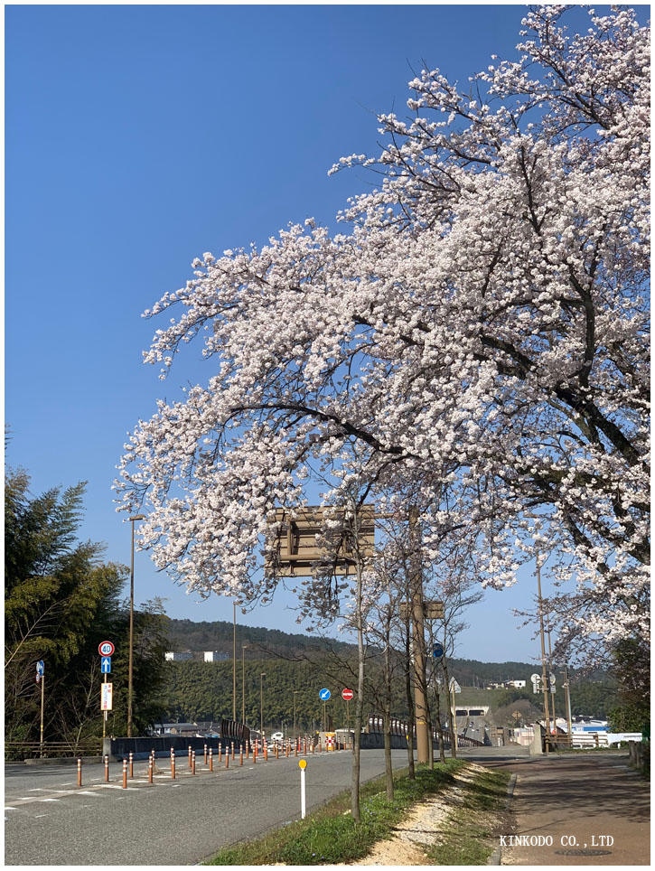 朝ランは花見ランにモーニング。