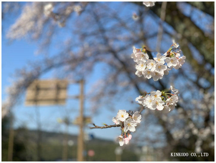 朝ランは花見ランにモーニング。