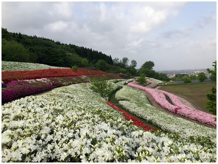 大乗寺丘陵公園つつじ