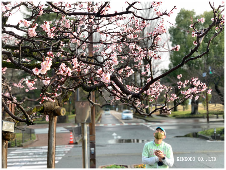 kanazawa_city_ume1.jpg