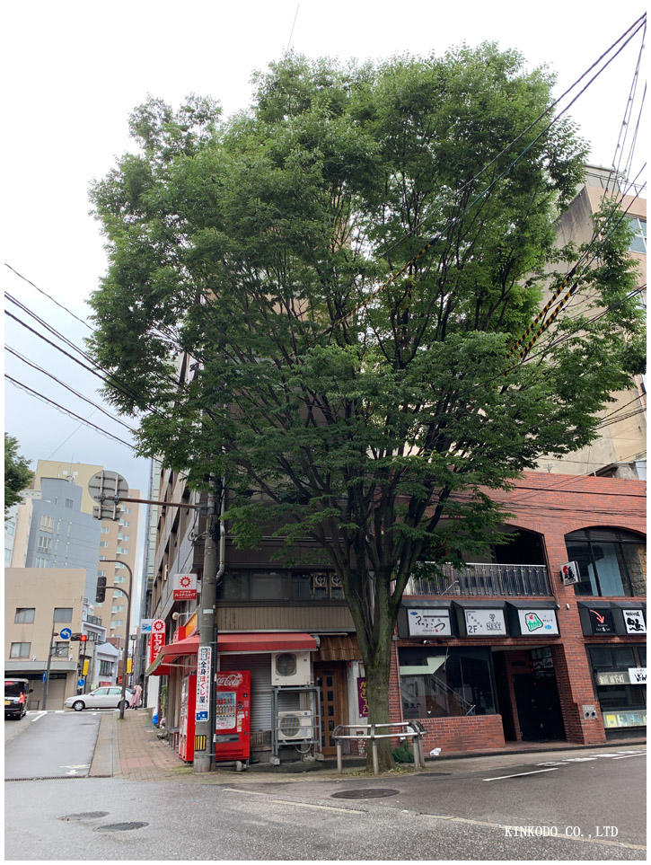 kinkodo_ura_tree.jpg