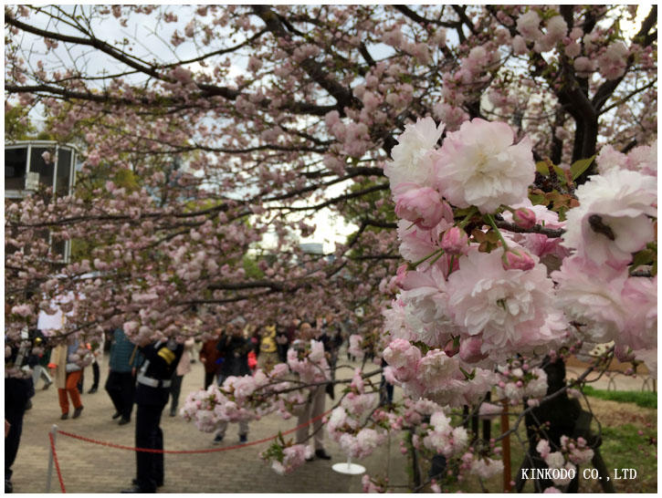 osakahanami8.jpg