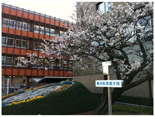 市役所前の桜