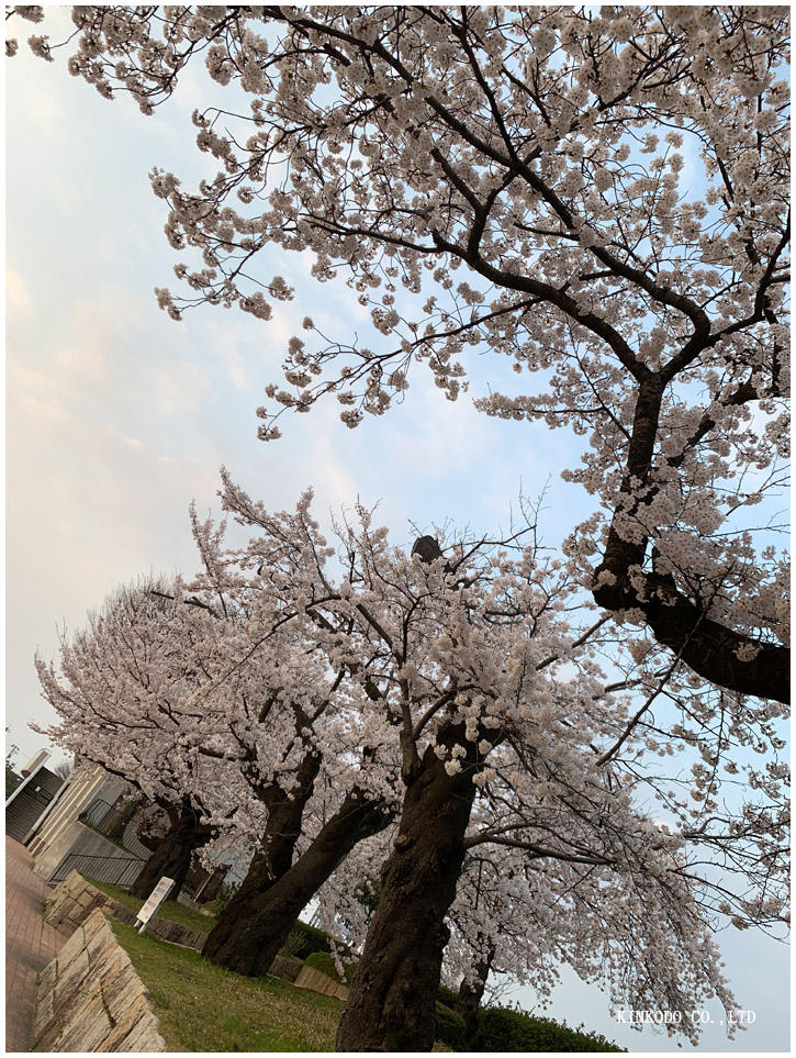 金沢市営陸上競技場の桜