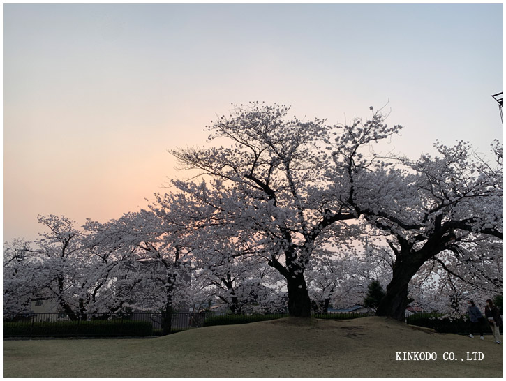 金沢市営陸上競技場の桜