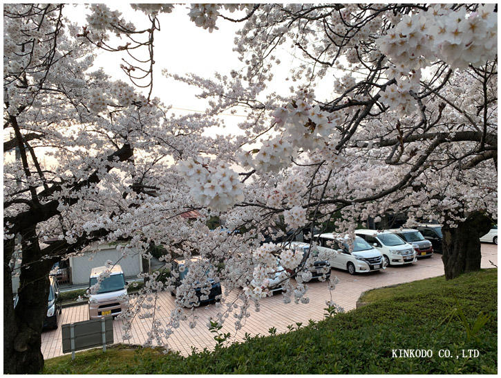 金沢市営陸上競技場の桜