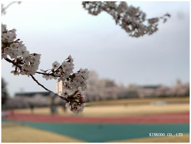 金沢市営陸上競技場の桜