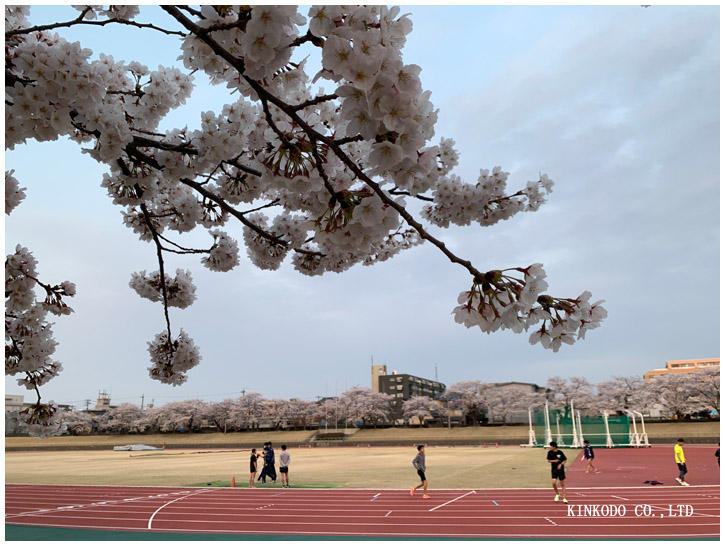 金沢市営陸上競技場の桜