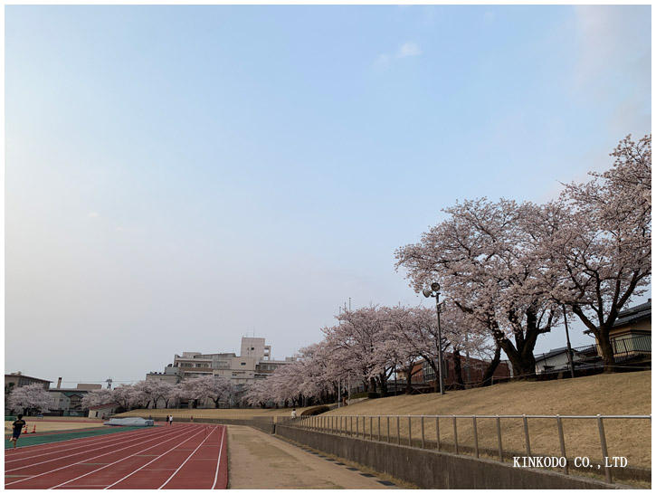 金沢市営陸上競技場の桜