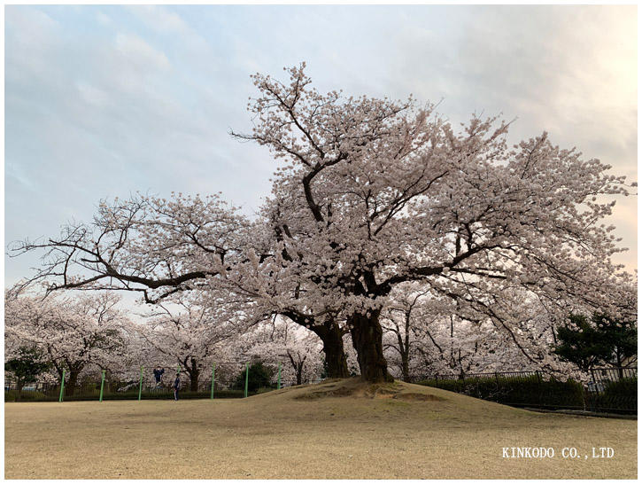 金沢市営陸上競技場の桜.jpg