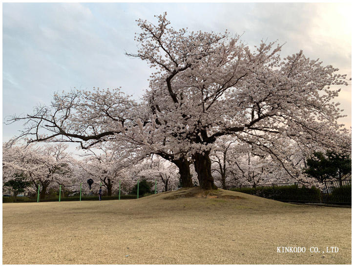 金沢市営陸上競技場の桜.jpg