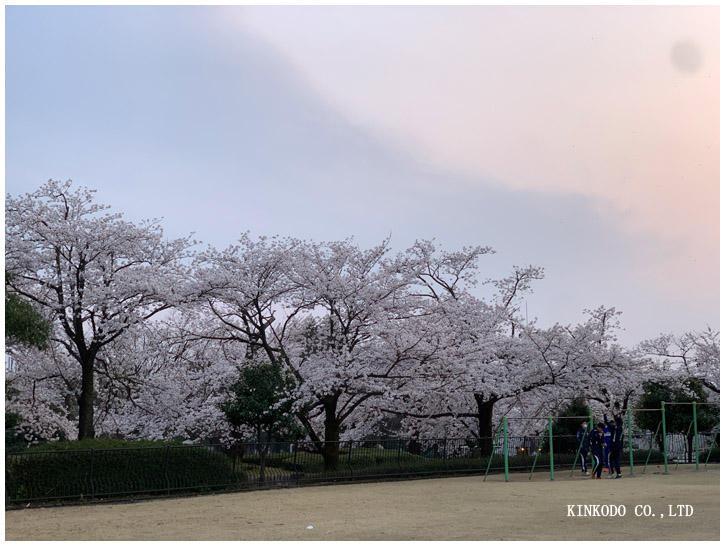 金沢市営陸上競技場の桜