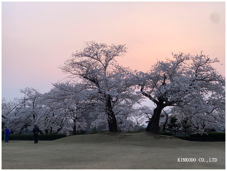 金沢市営陸上競技場の桜