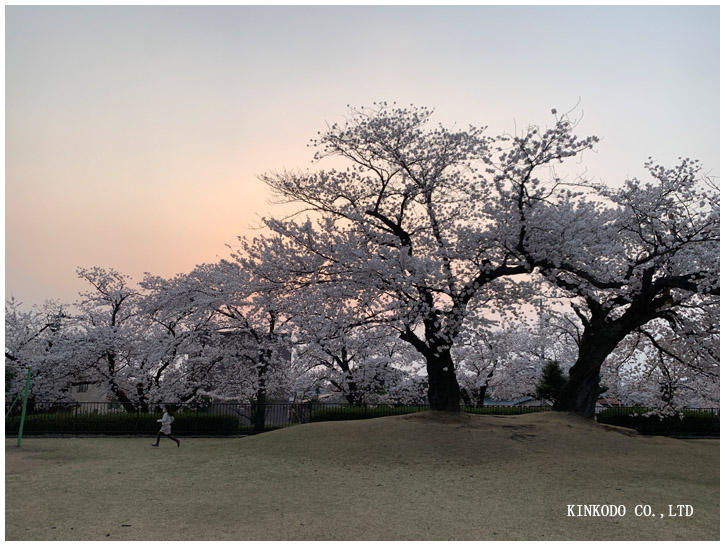 金沢市営陸上競技場の桜