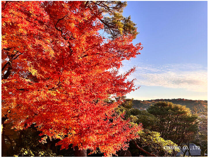 紅葉の兼六園