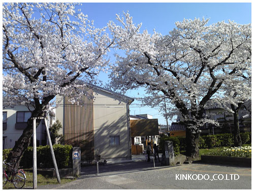 小学校の桜