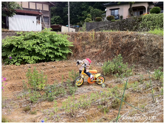 案山子