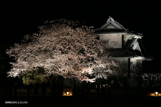 石川門の桜